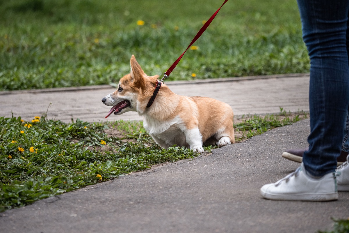Парк «Сокольники» в Москве закроют для прогулок с собаками