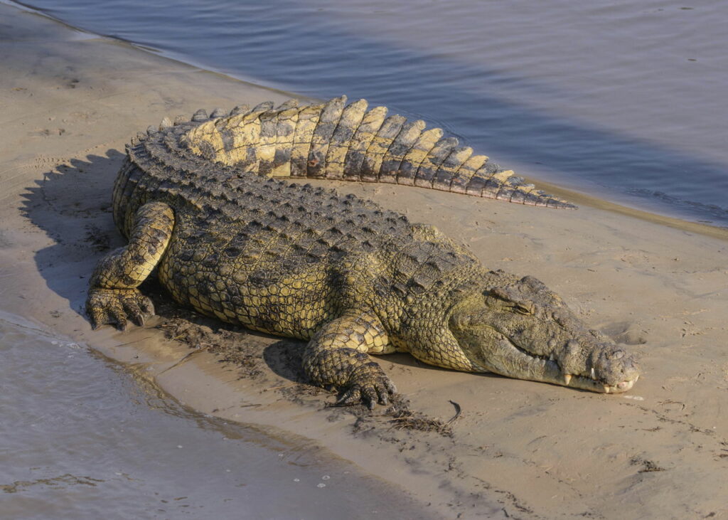 Krok
