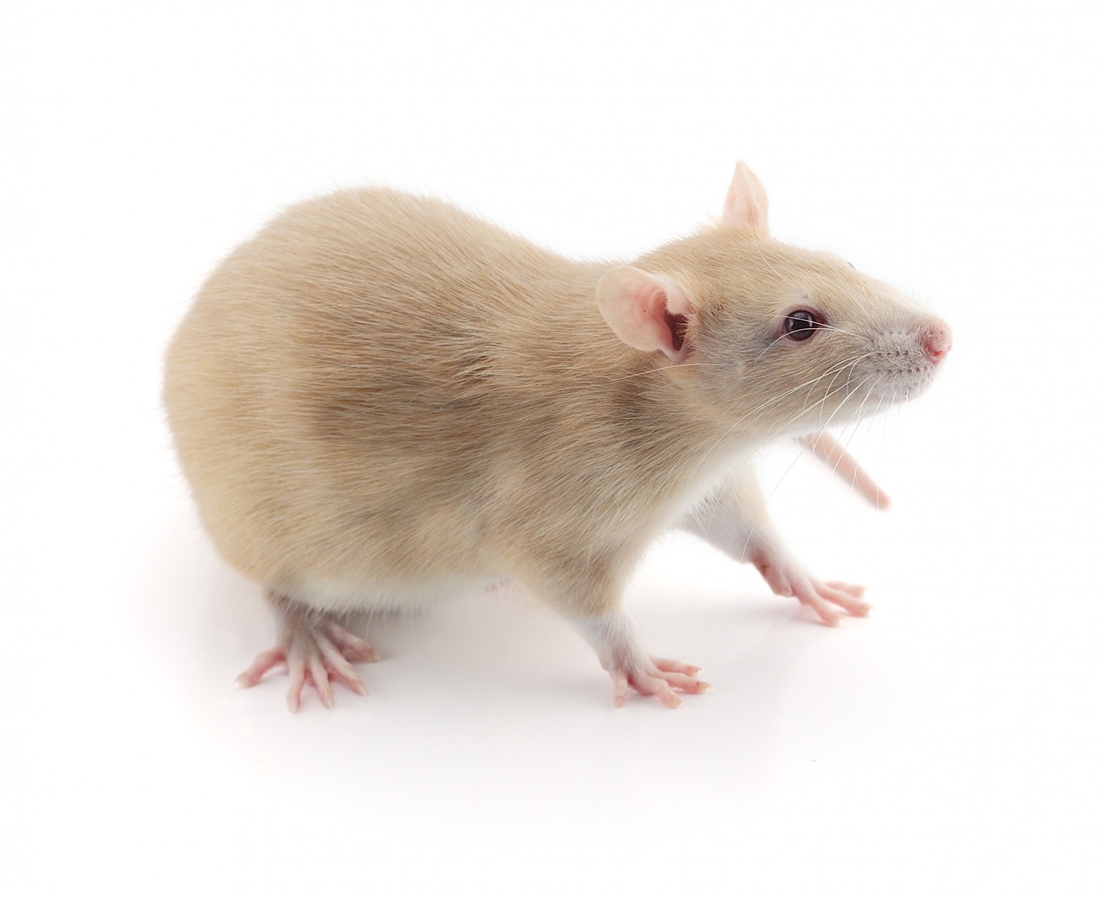 ДНР поставляет армии пищевых мышей