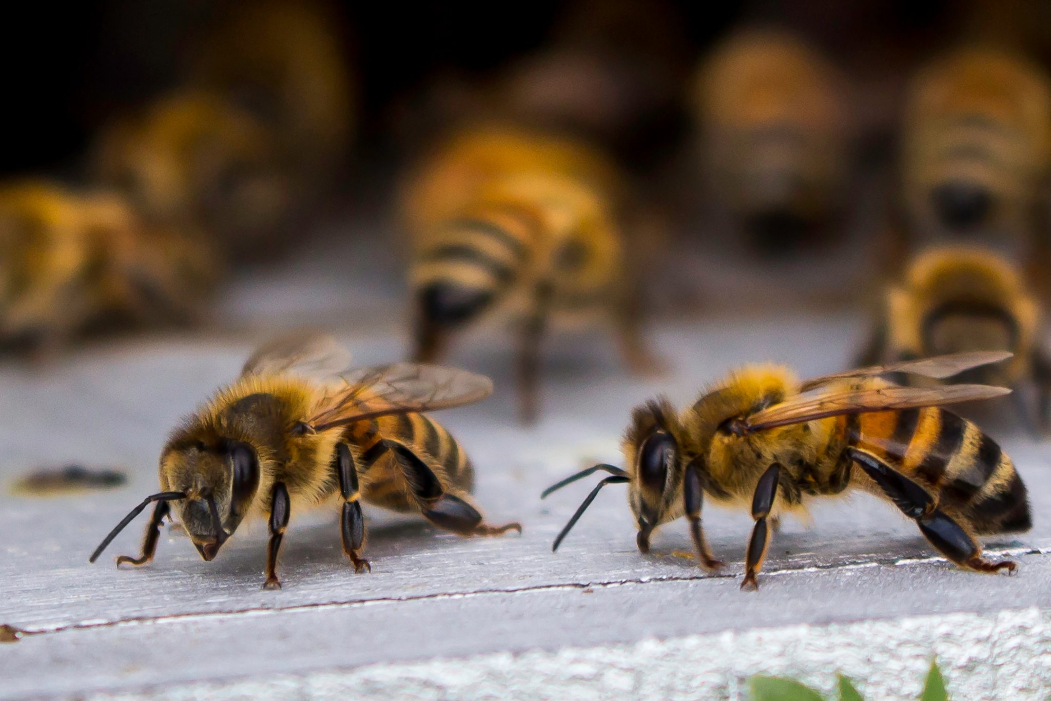 Пчелы гибнут из-за вредных излучений 5G
