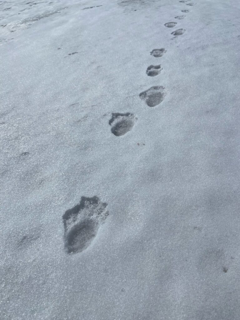 Sled