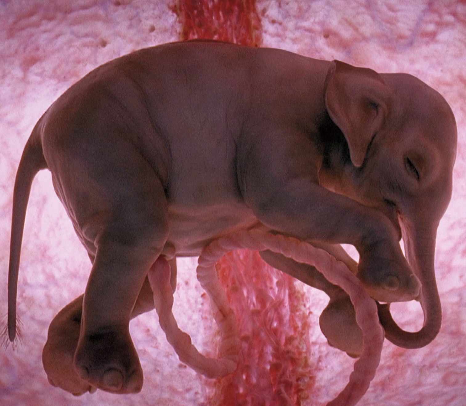 National Geographic показали реальные снимки животных в утробе матери