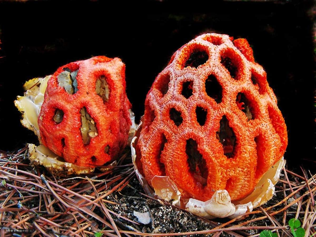 Краснокнижный гриб решеточник очень ядовит - Фейк или правда - Лапша Медиа