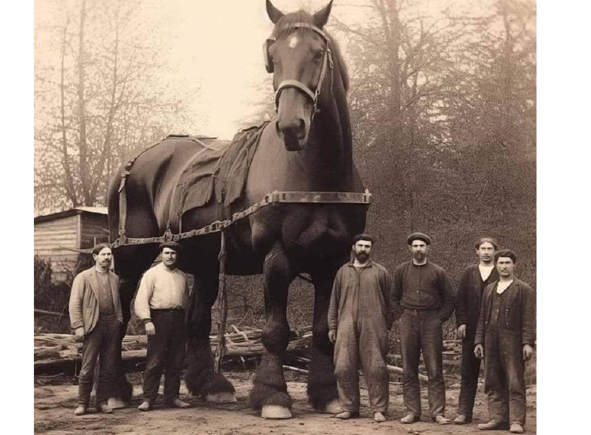 Фото самой высокой лошади в мире опубликовали в сети