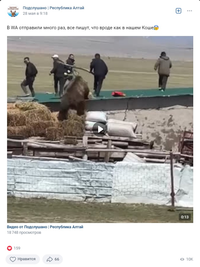 В Республике Алтай медведь напал на людей в селе Кош-Агач 