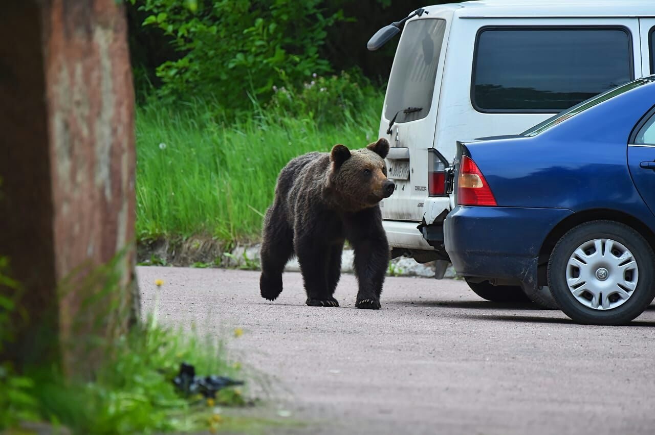 Дикий медведь бродит по столице Камчатки