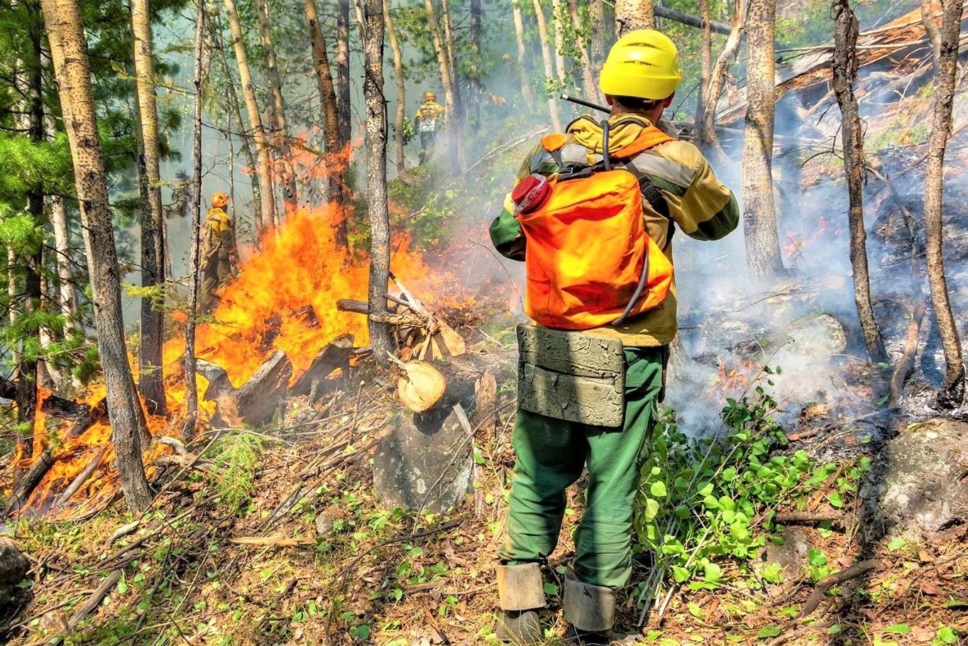 Неизвестные злоумышленники поджигают леса за деньги