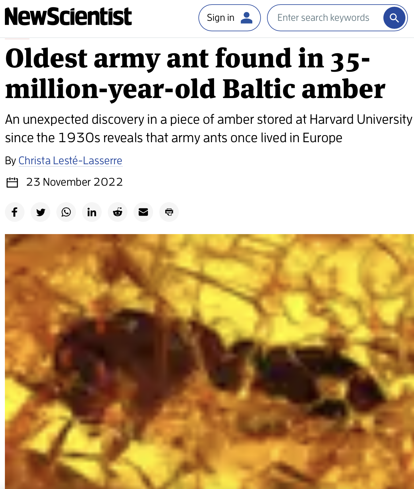 Ученые нашли останки древнейшего муравья-кочевника