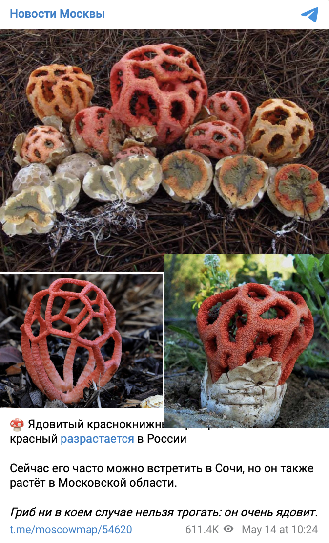 Краснокнижный гриб решеточник очень ядовит
