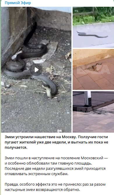 змеи устроили нашествие на Москву ползучие гости пугают жителей уже две недели и выгнать из пока не получается
