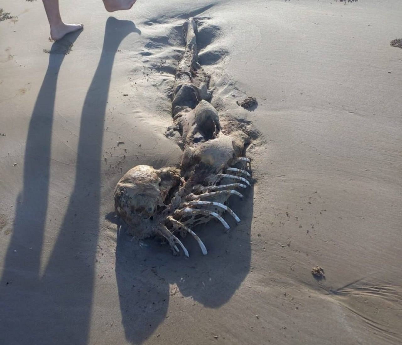 На пляже Австралии нашли скелет русалки