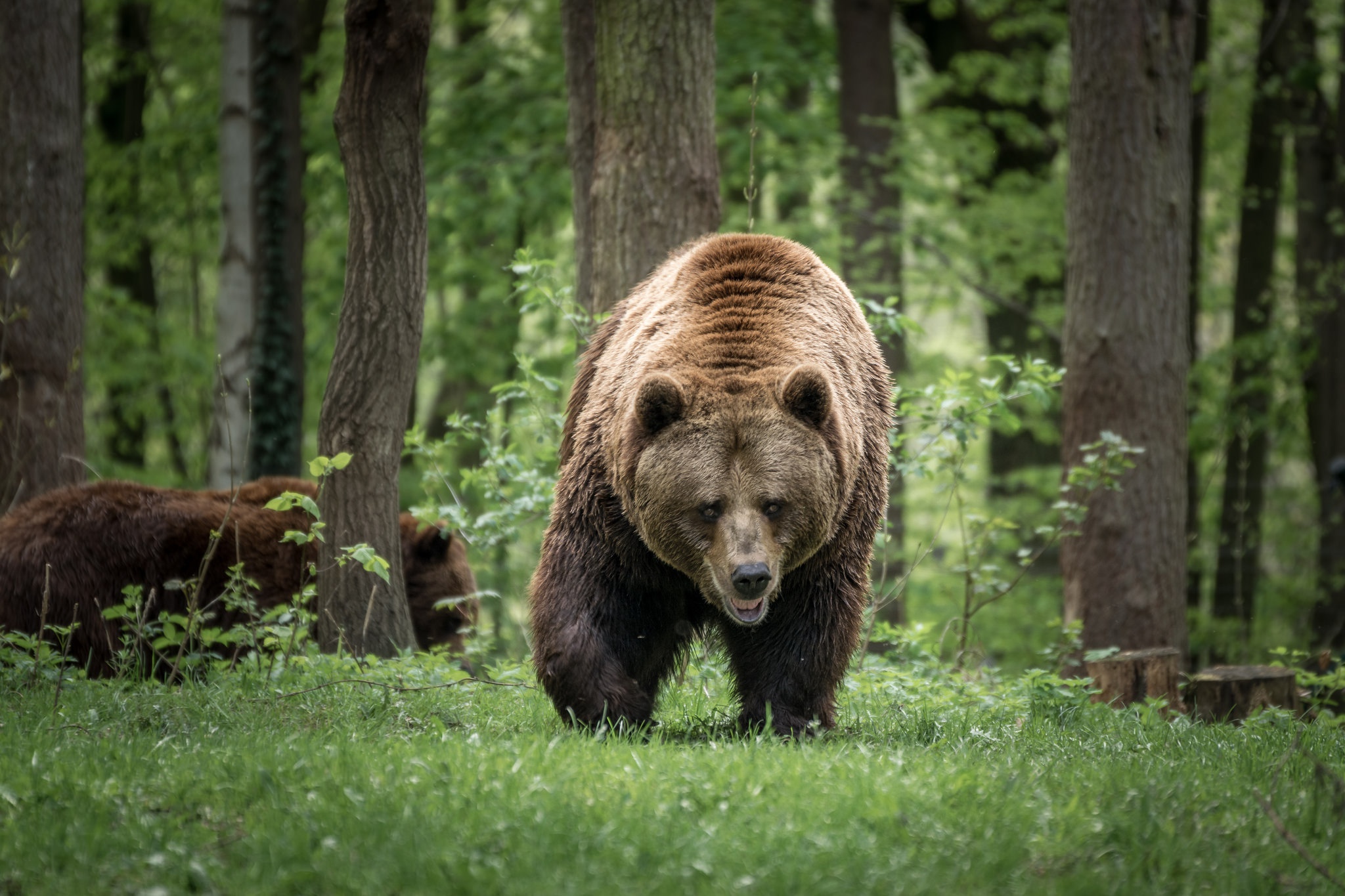 Массовое скопление медведей замечено в Ульяновской области