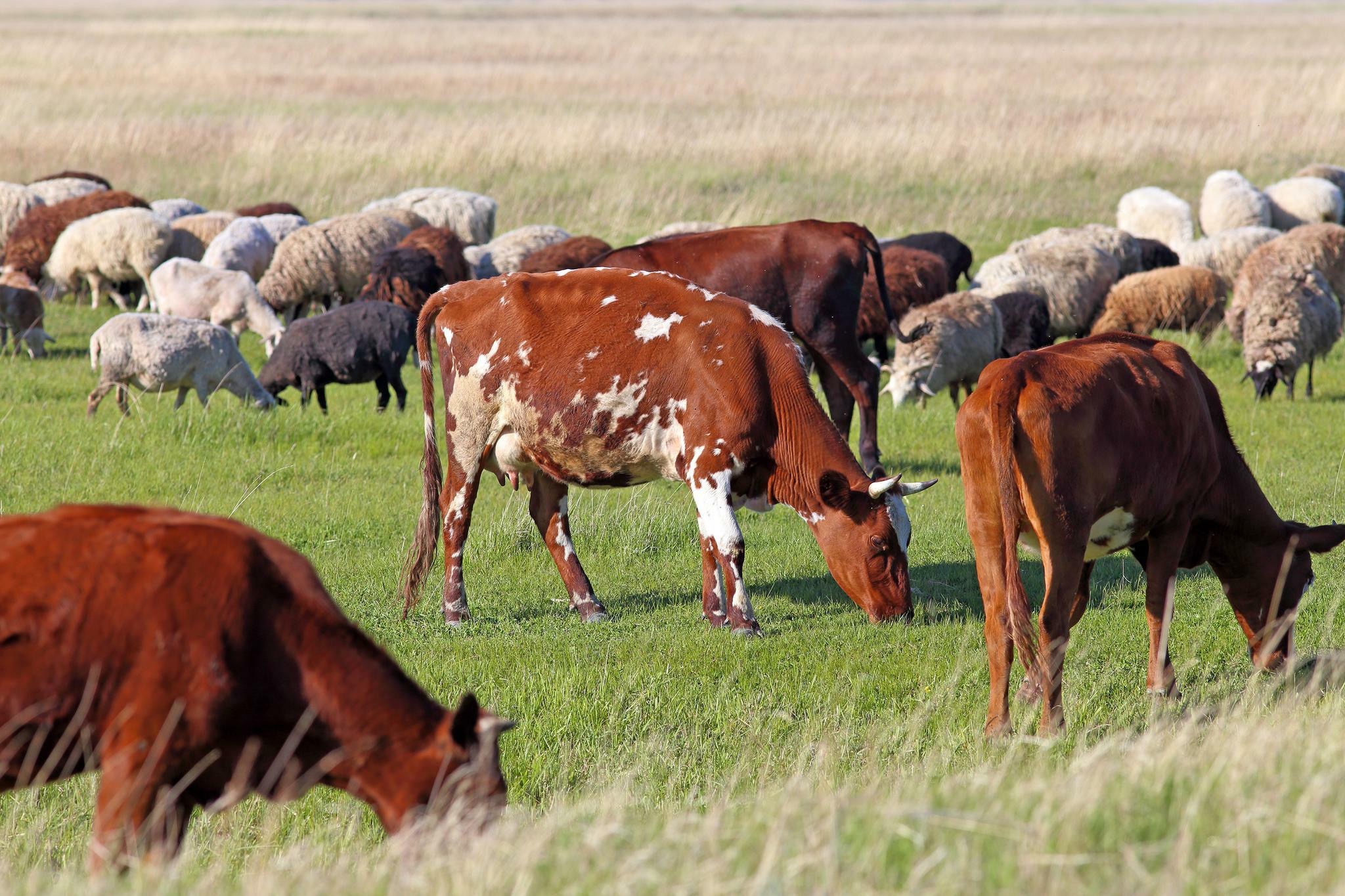 В Астрахани и Калмыкии — массовый падеж скота