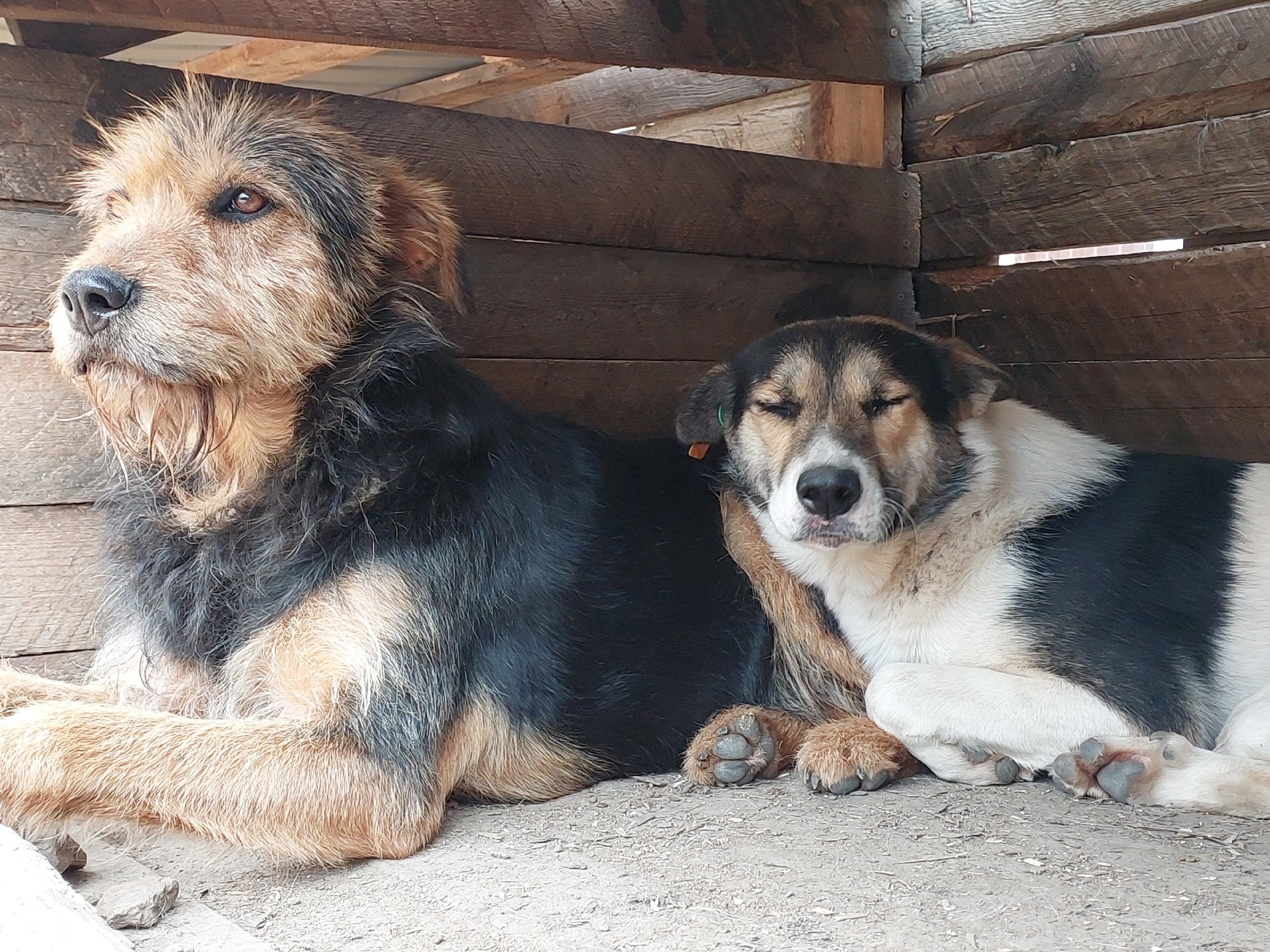 140 собак из приюта «Рыжая моська» окажутся на улицах Читы из-за нехватки денег