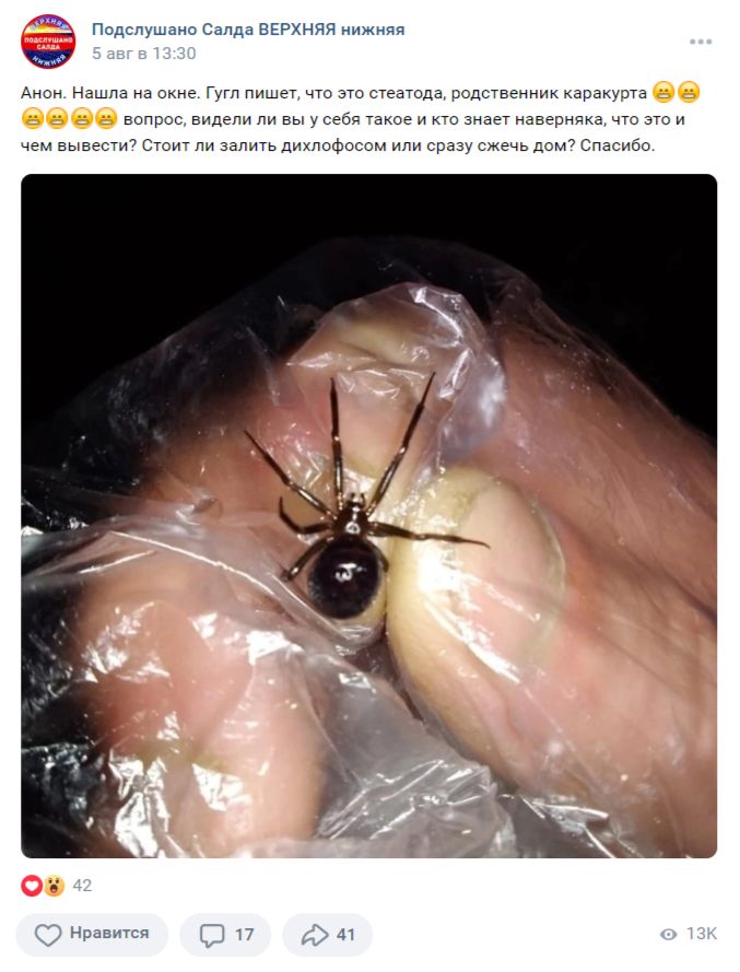 паук черная вдова в Свердловской области