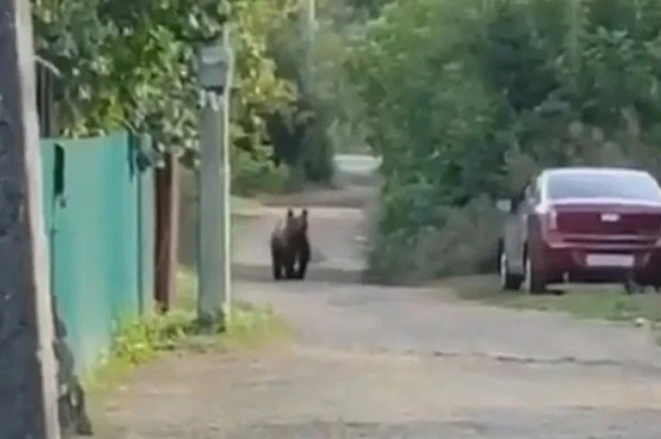 В Башкирии убили медвежонка, который два дня ходил по улицам