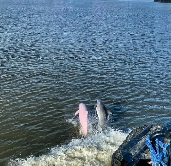 В США заметили дельфина редкого розового цвета