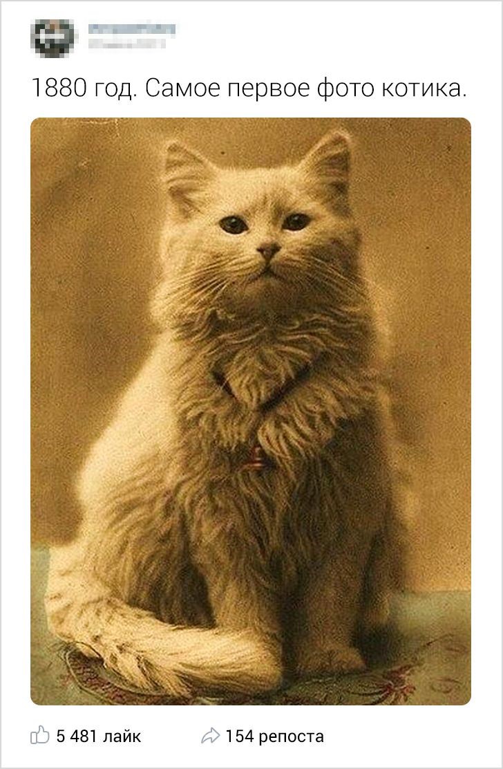 первое фото кота 1880 год