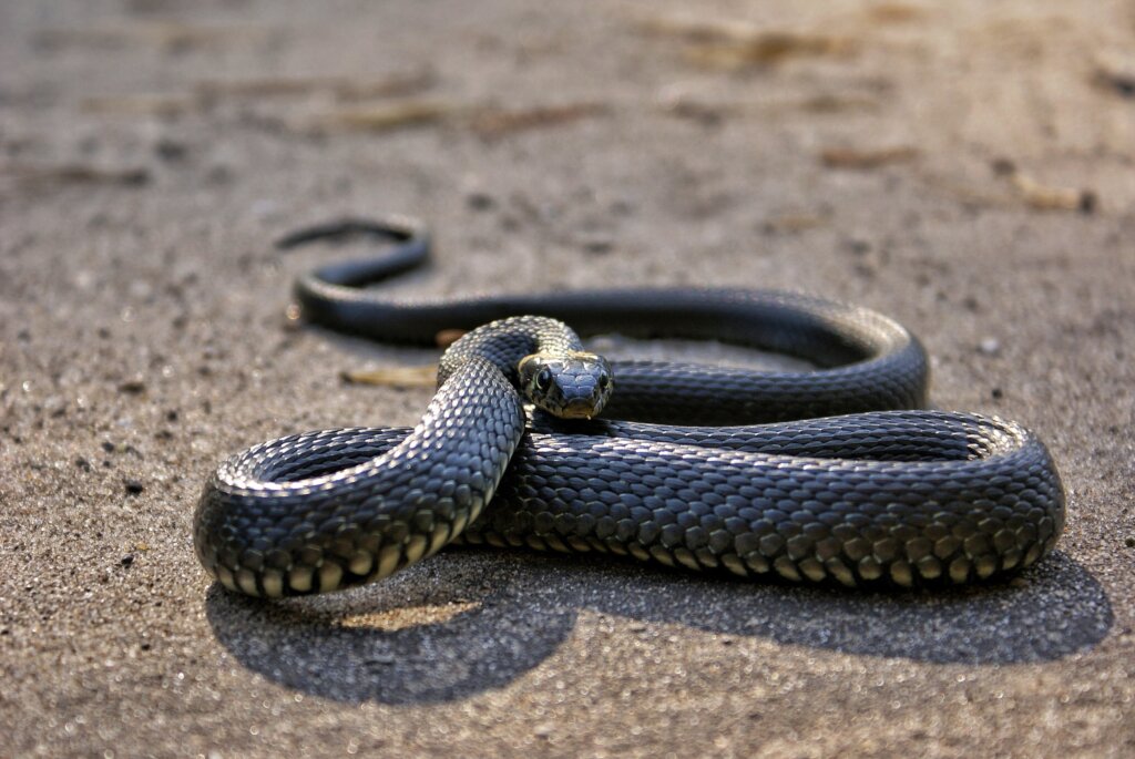 Photo Of Snake On Ground 3648372