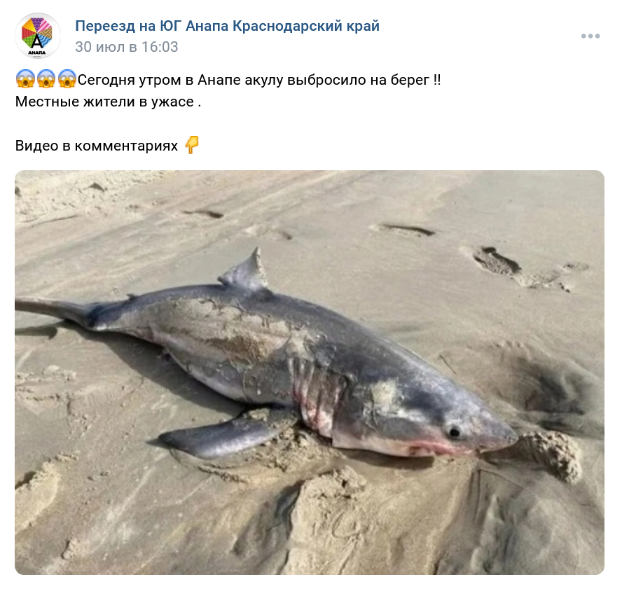 в Краснодарском крае на берег выбросило белую акулу