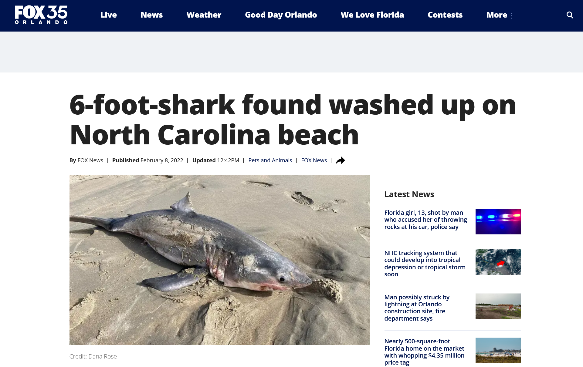 6 foor shark found washed up on Noth Carolina beach
