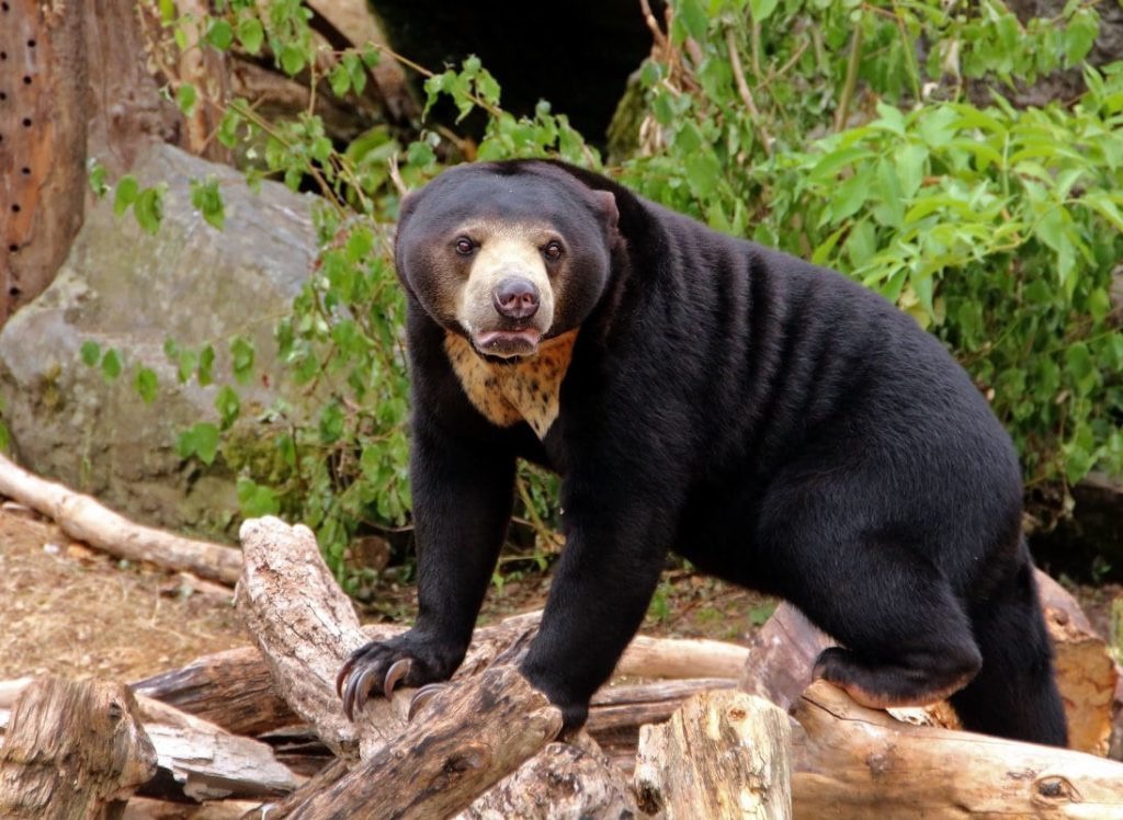 В китайском зоопарке сотрудник переоделся в медведя и развлекал посетителей