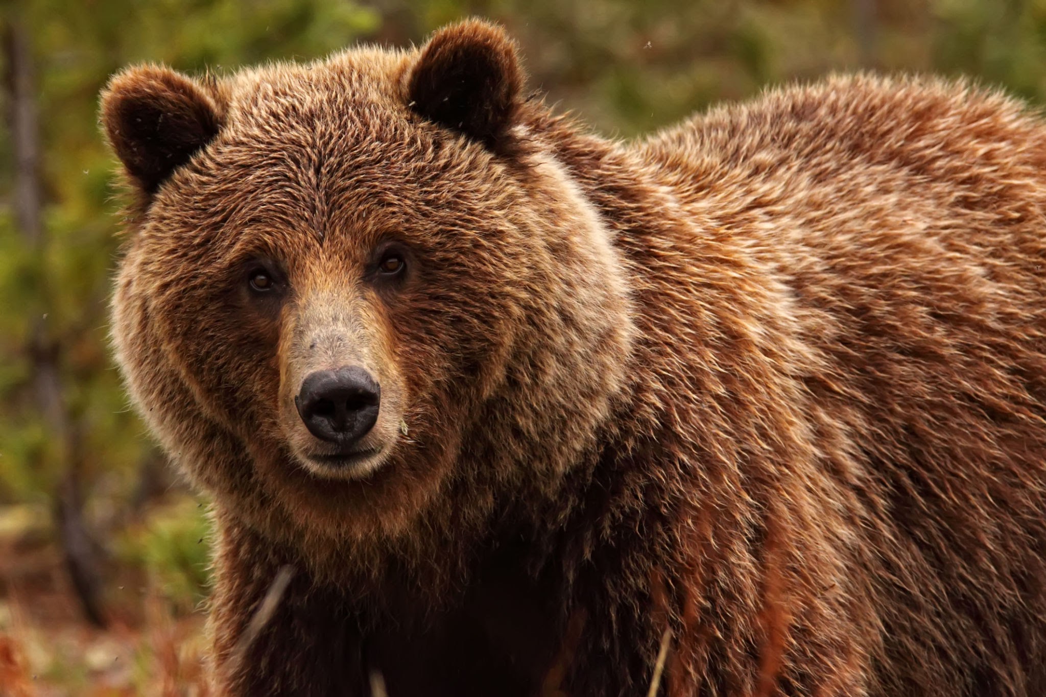 Тюменский турист встретился лицом к лицу с медведем