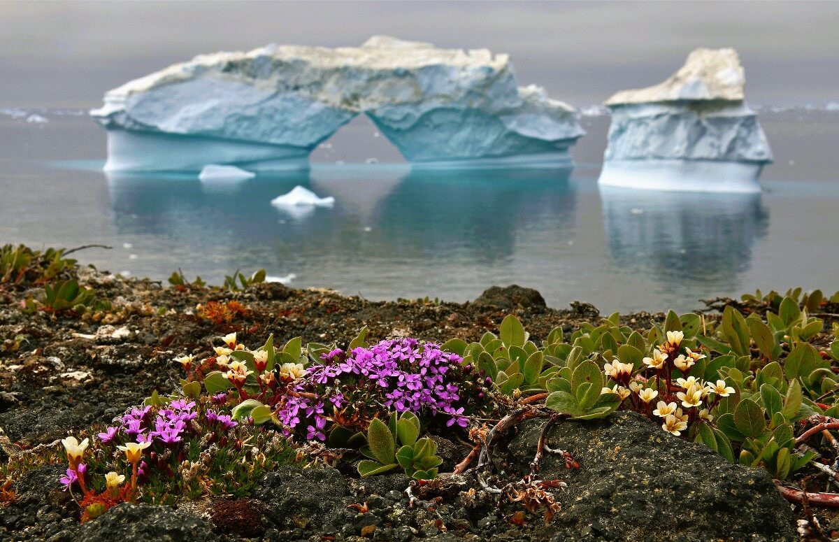 В Антарктиде цветут цветы из-за глобального потепления