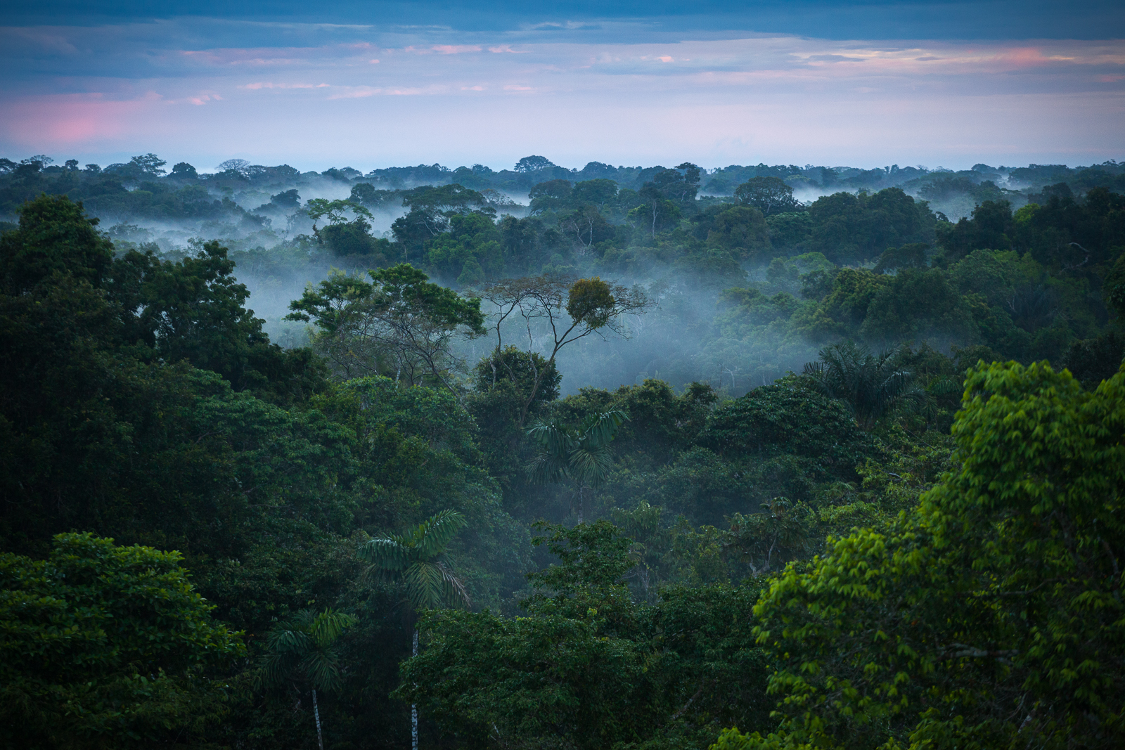 Леса Амазонии производят около 20% кислорода на планете
