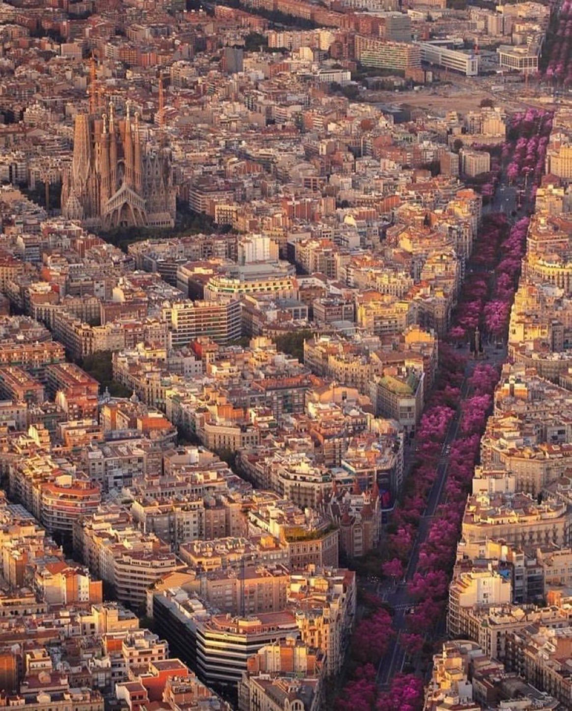 В Барселоне деревья зацвели фиолетовым цветом