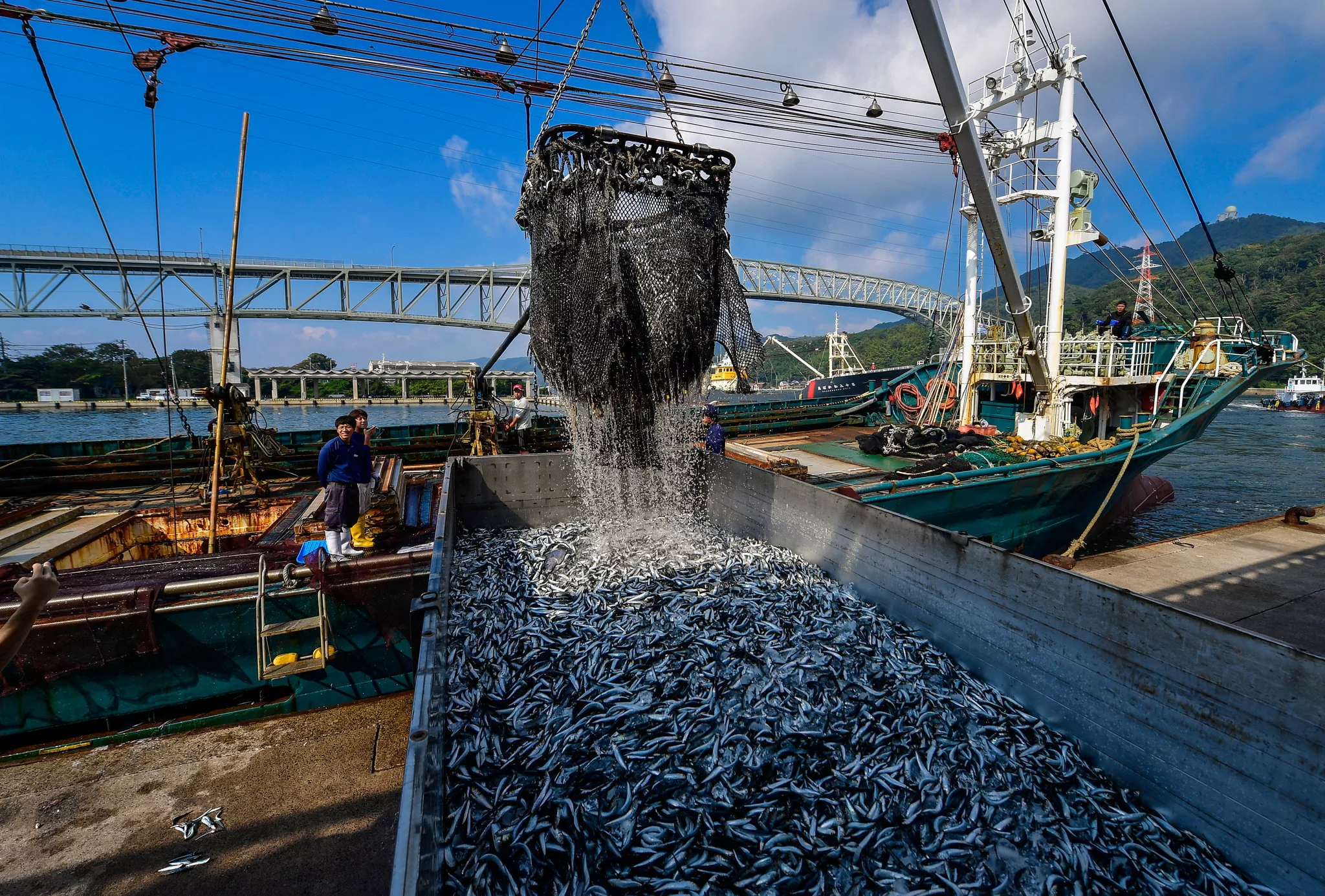 В Японии выловили рыбу с опухолью