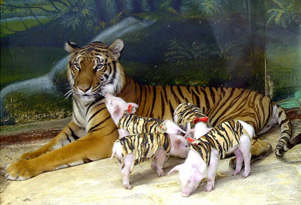 Тигрица усыновила поросят после потери своих детенышей