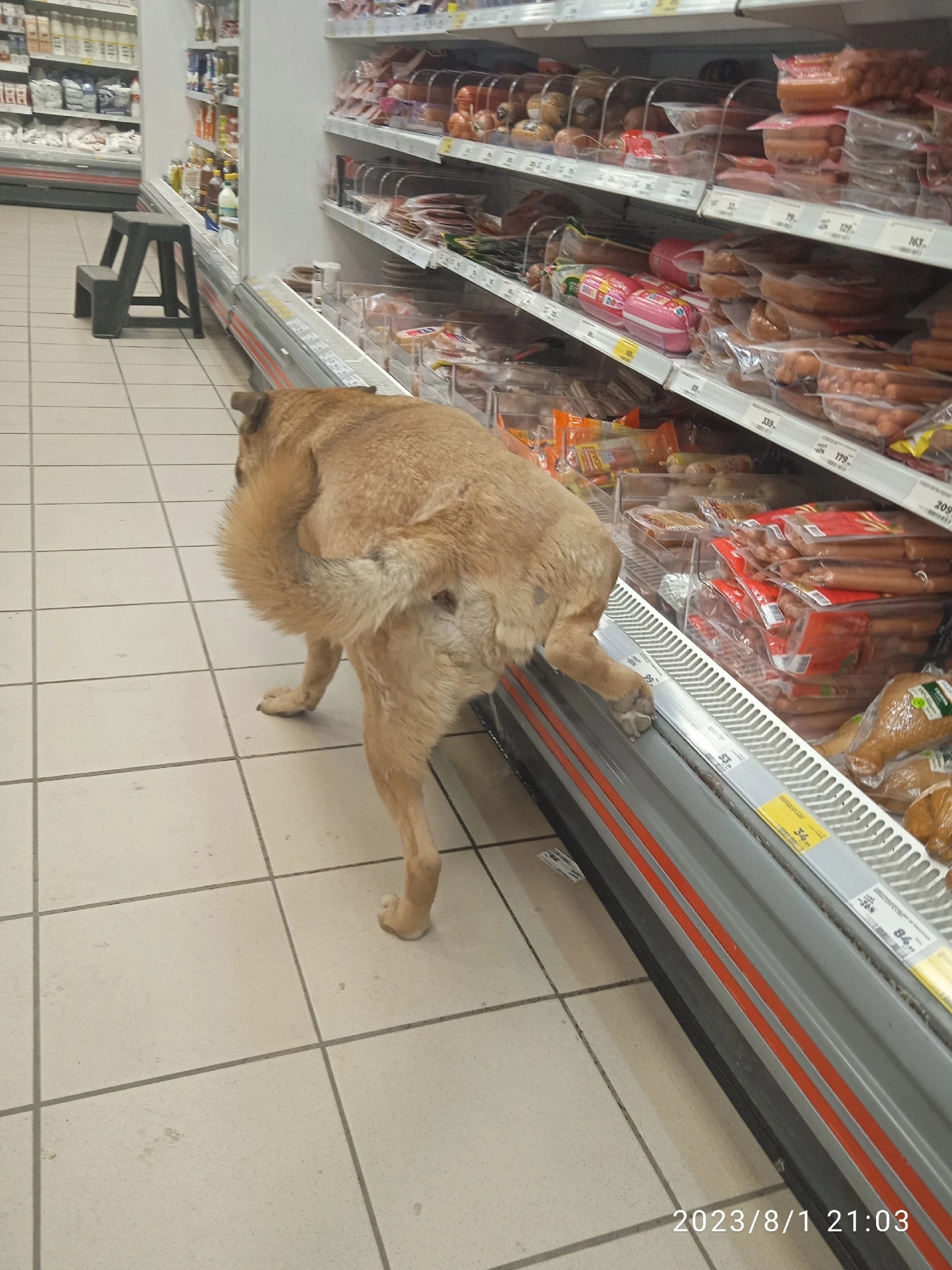 В магазине Новосибирска пес справляет нужду