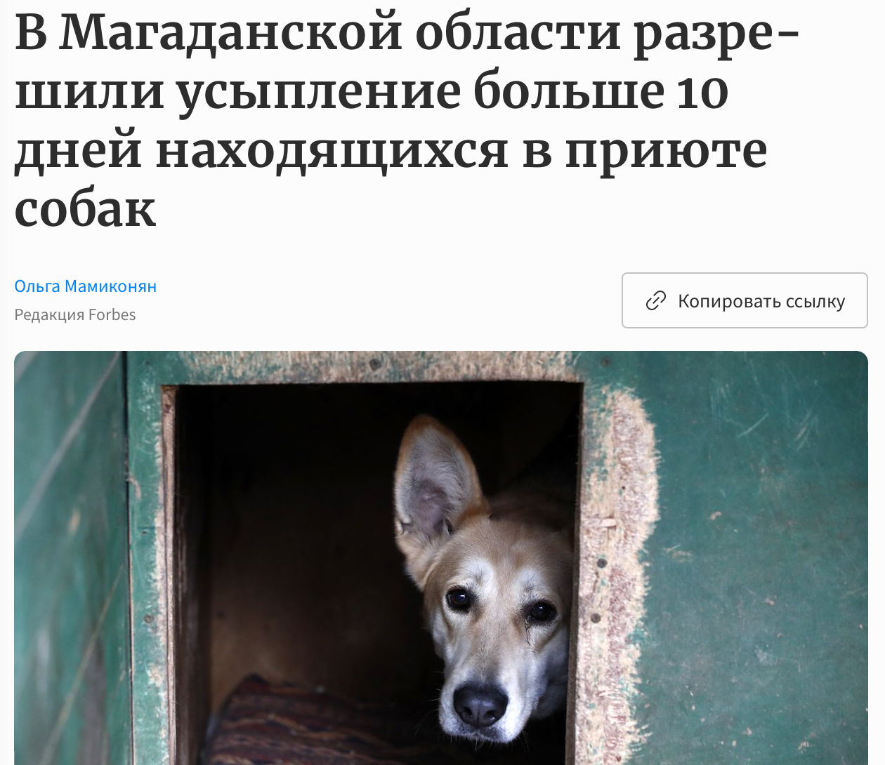 в Магаданской области разрешили усыпление больше 10 дней находящихся в приюте собак