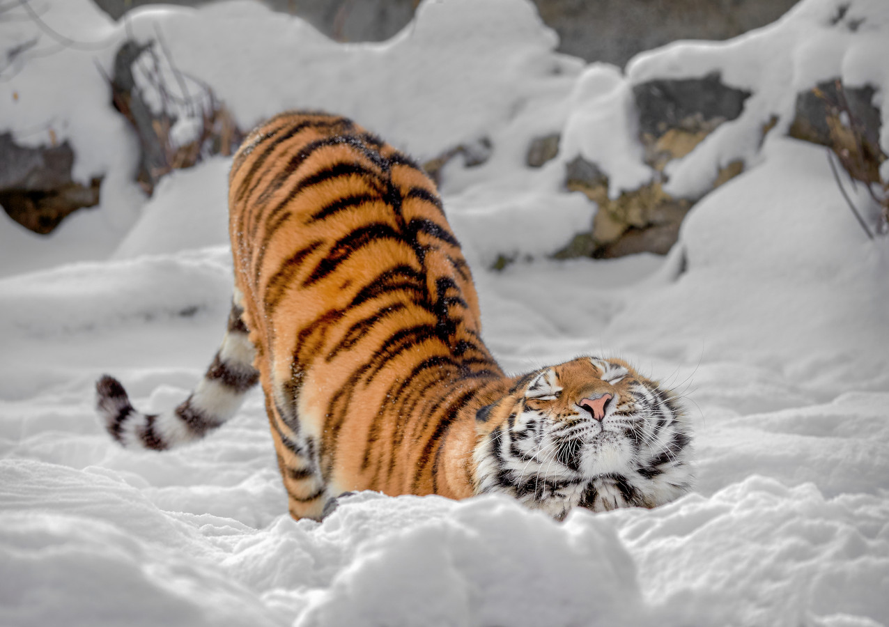 В Омской области засняли тигров, свободно разгуливающих по лесу