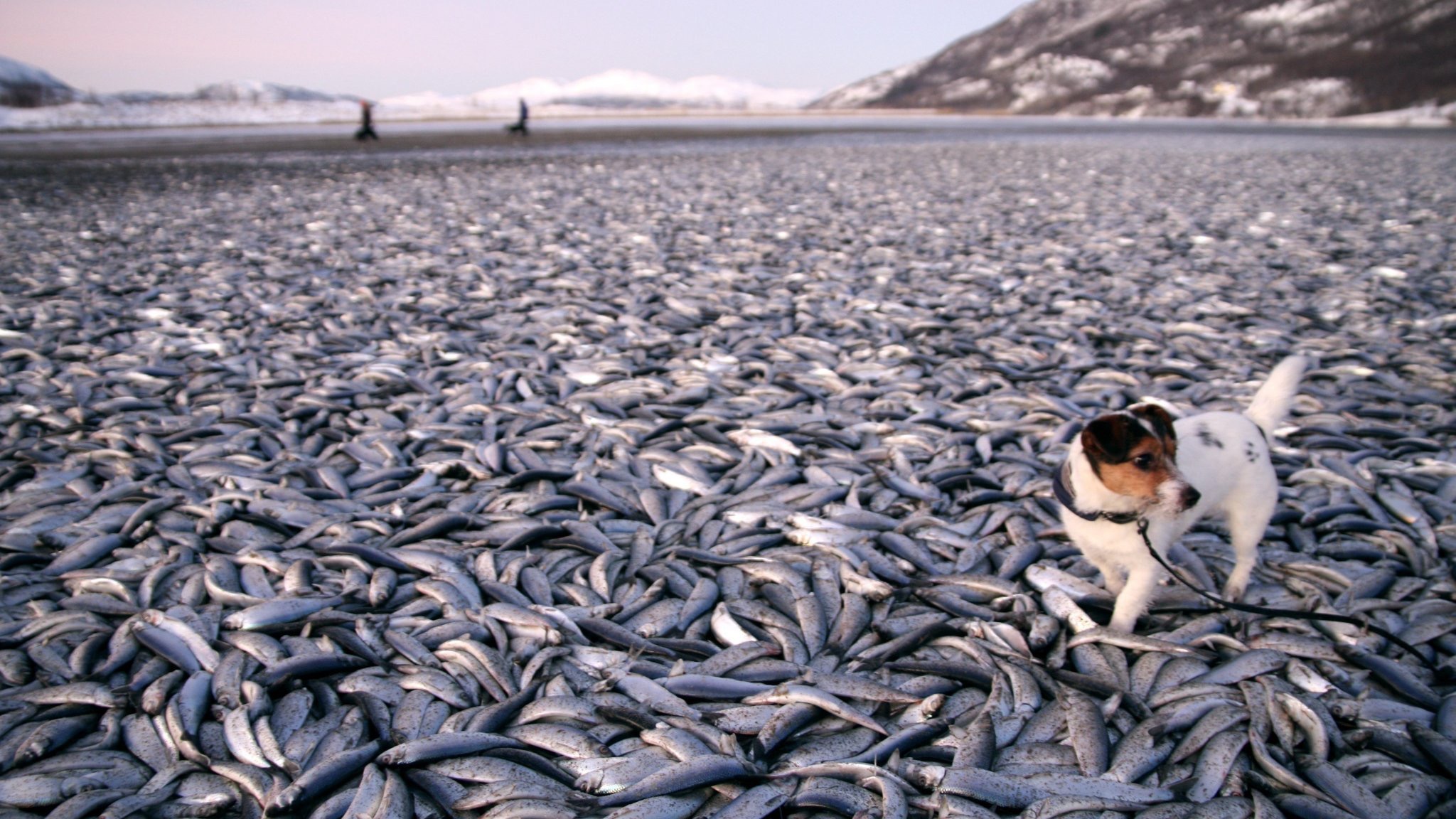 У берегов Японии нашли десятки тысяч рыб, погибших из-за сброса воды с «Фукусимы»