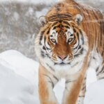 Tiger Snowy Winter 1920x1200 150x150