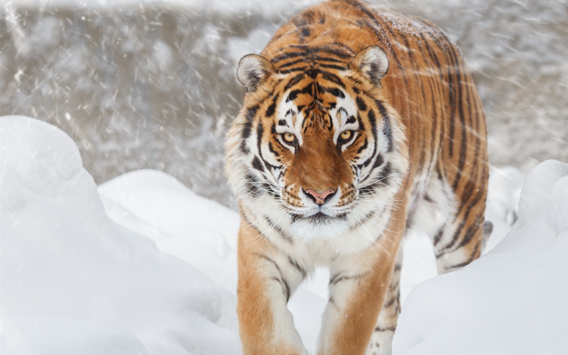 Tiger Snowy Winter 1920x1200