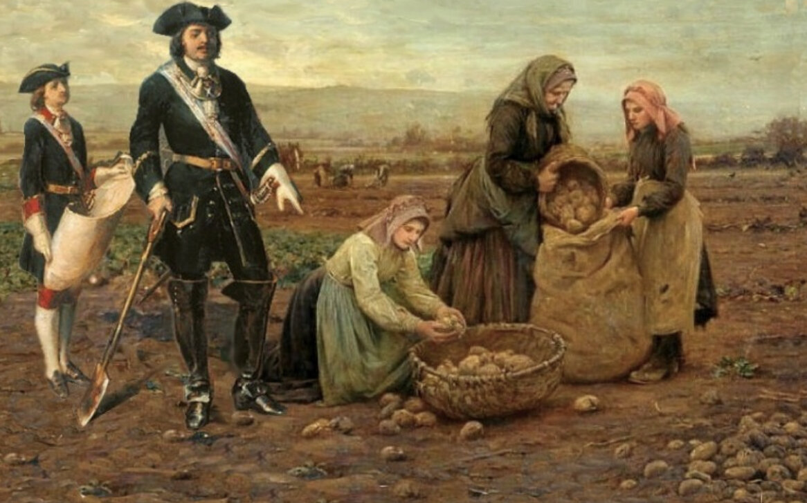 Петр I завез в Россию картофель и заставлял крестьян его высаживать