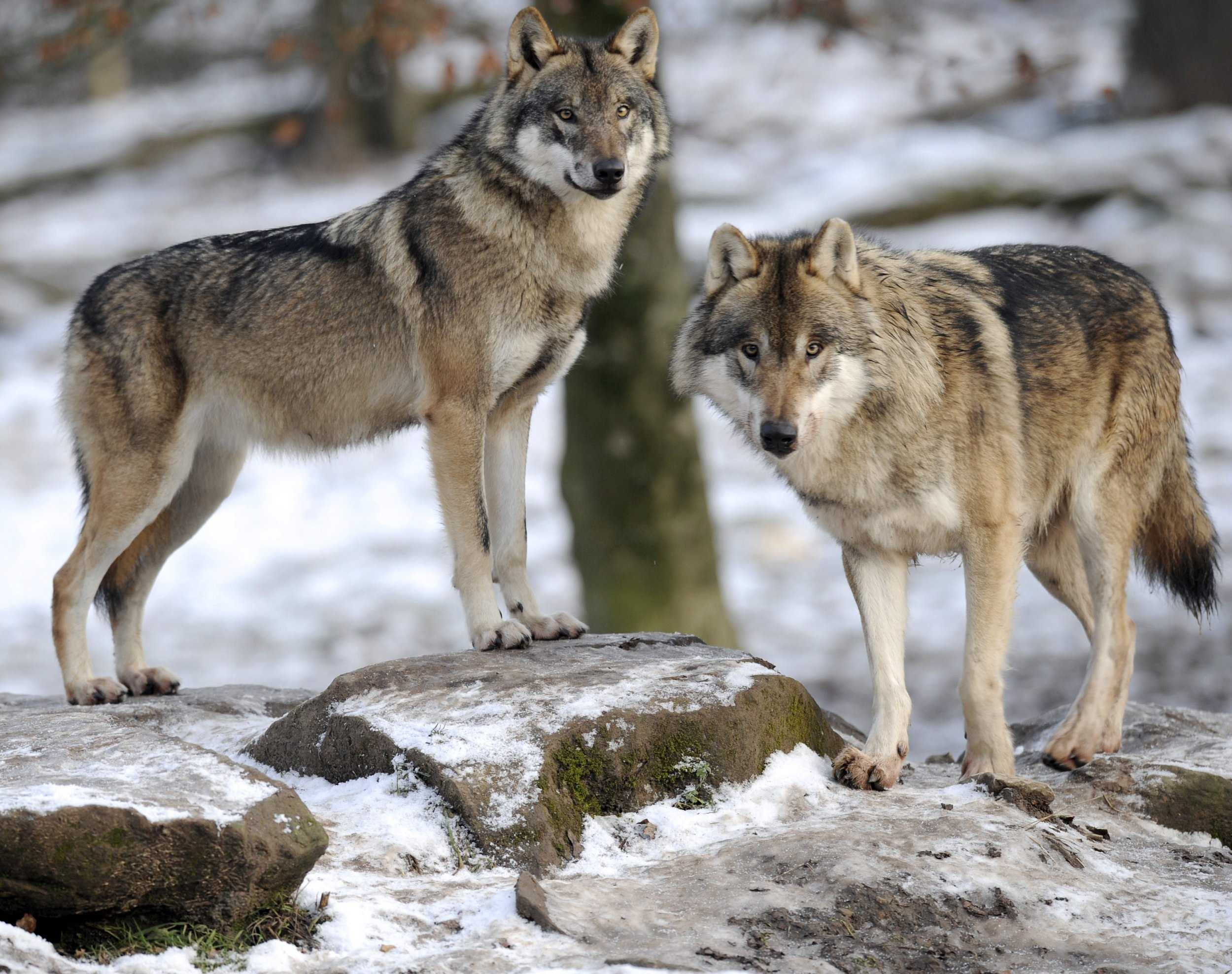 В ряде российских регионов волки нападают на людей: правда или фейк?