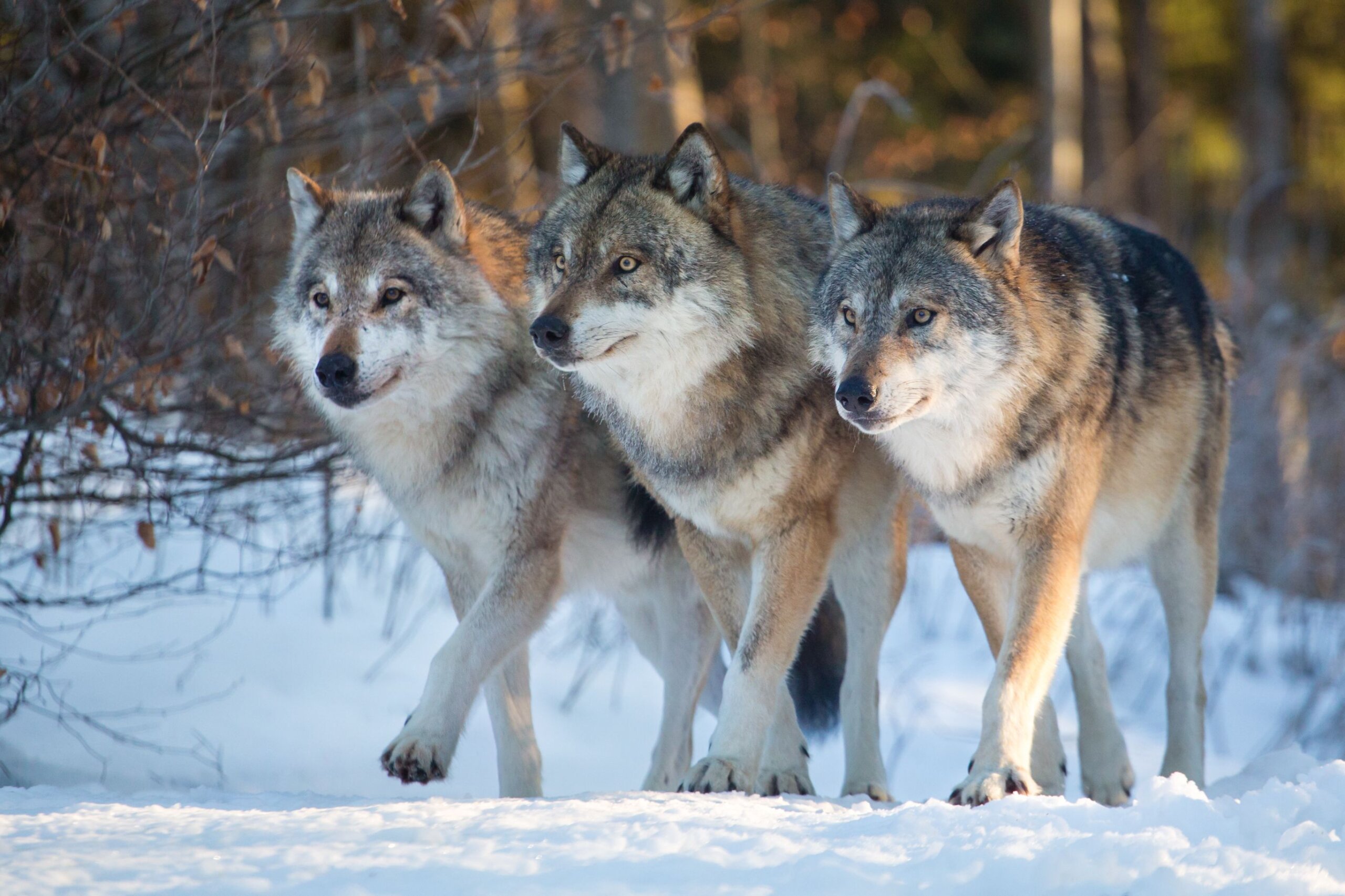 Волки напали на человека в Новосибирской области