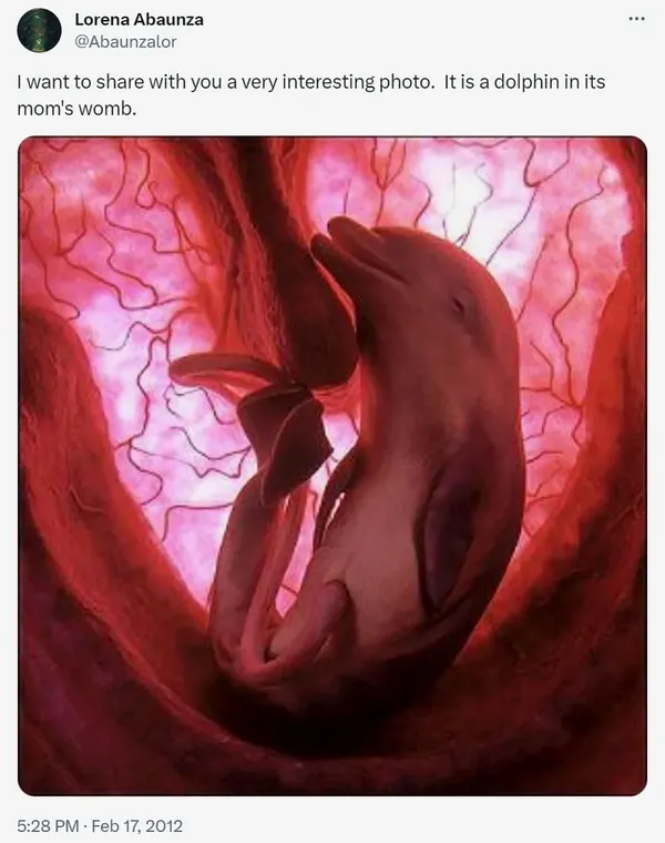 Dolphin Fetus Tweet
