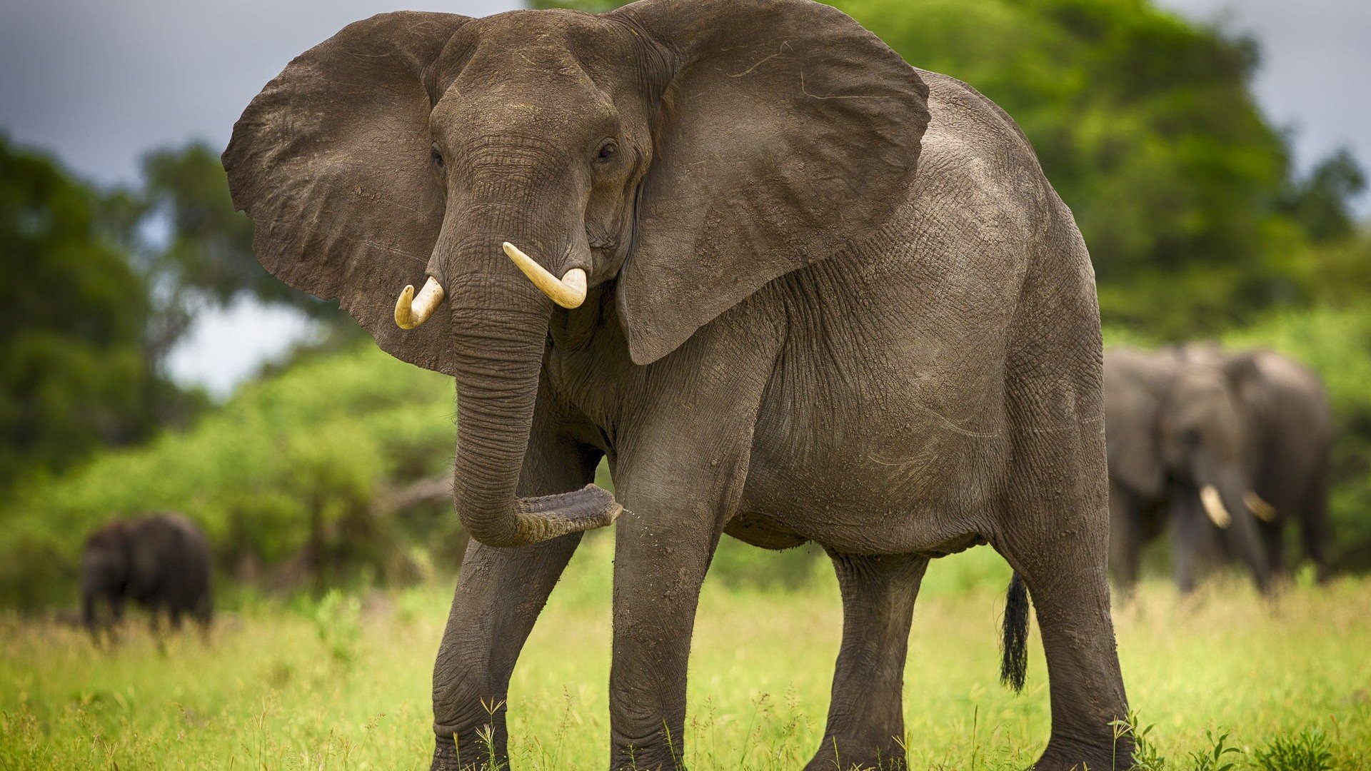 Слоны считают людей милыми
