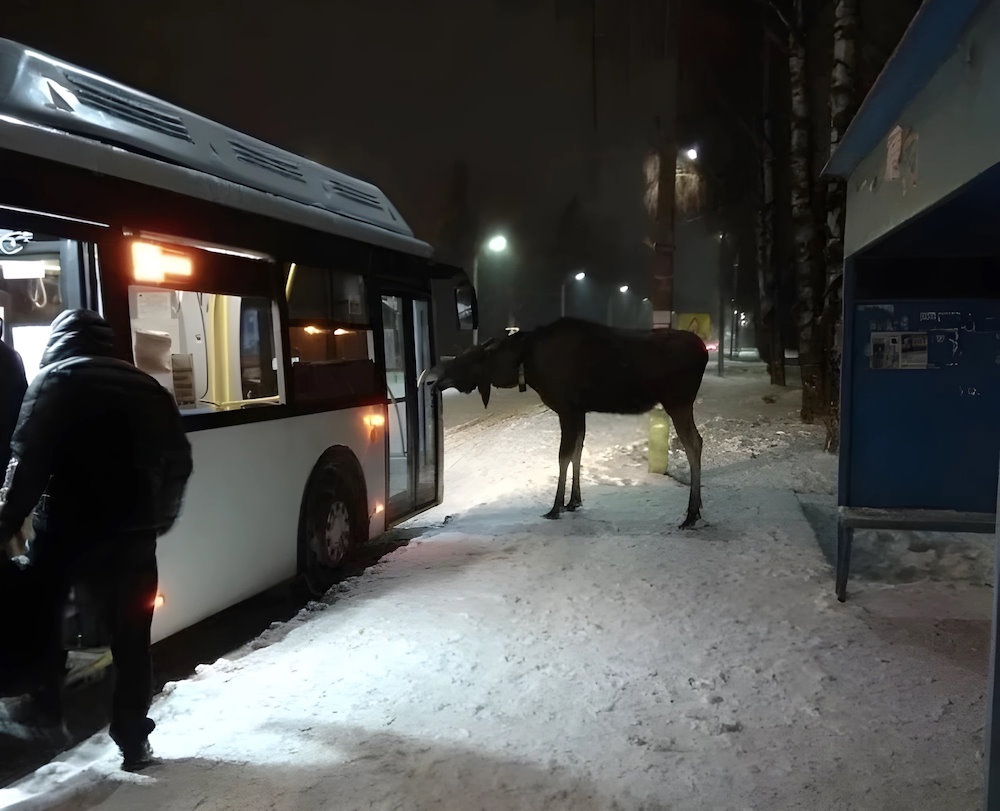В Пермском крае лось вышел к автобусной остановке
