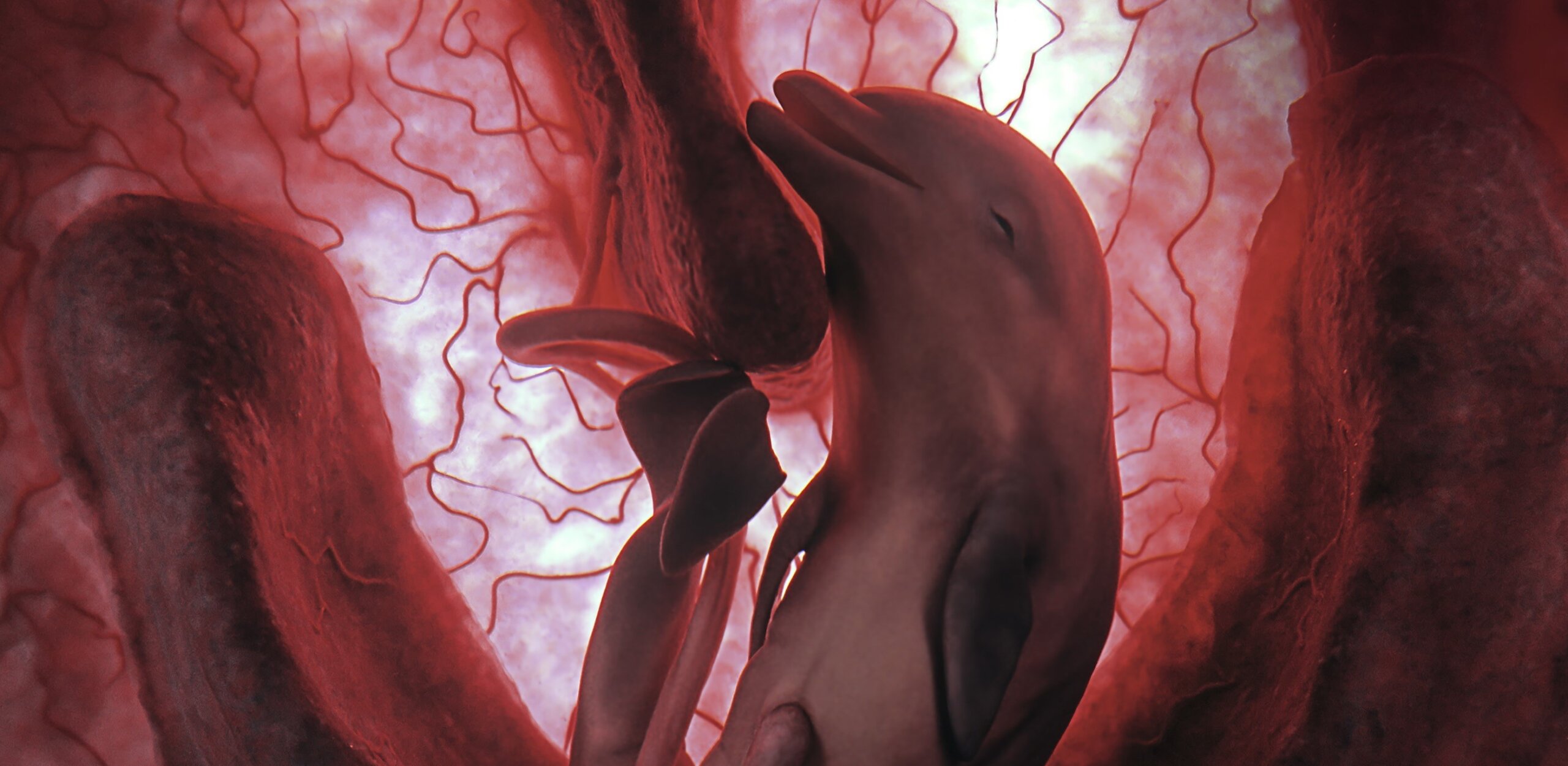 Дельфина сфотографировали в утробе матери