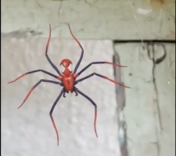 Обнаружен паук с супергеройским окрасом Человека-паука