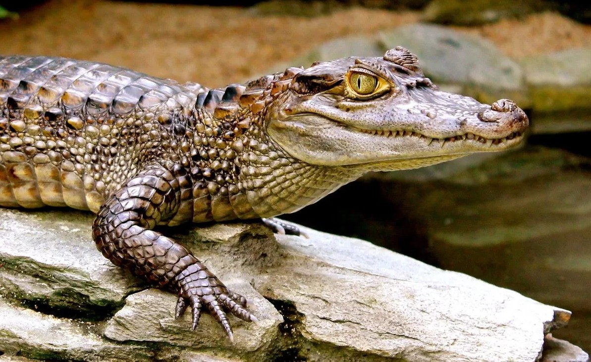 В Туле от хозяев сбежал крокодил