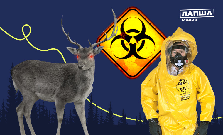 Зомби-вирус оленей: что это такое и опасен ли он для человека?