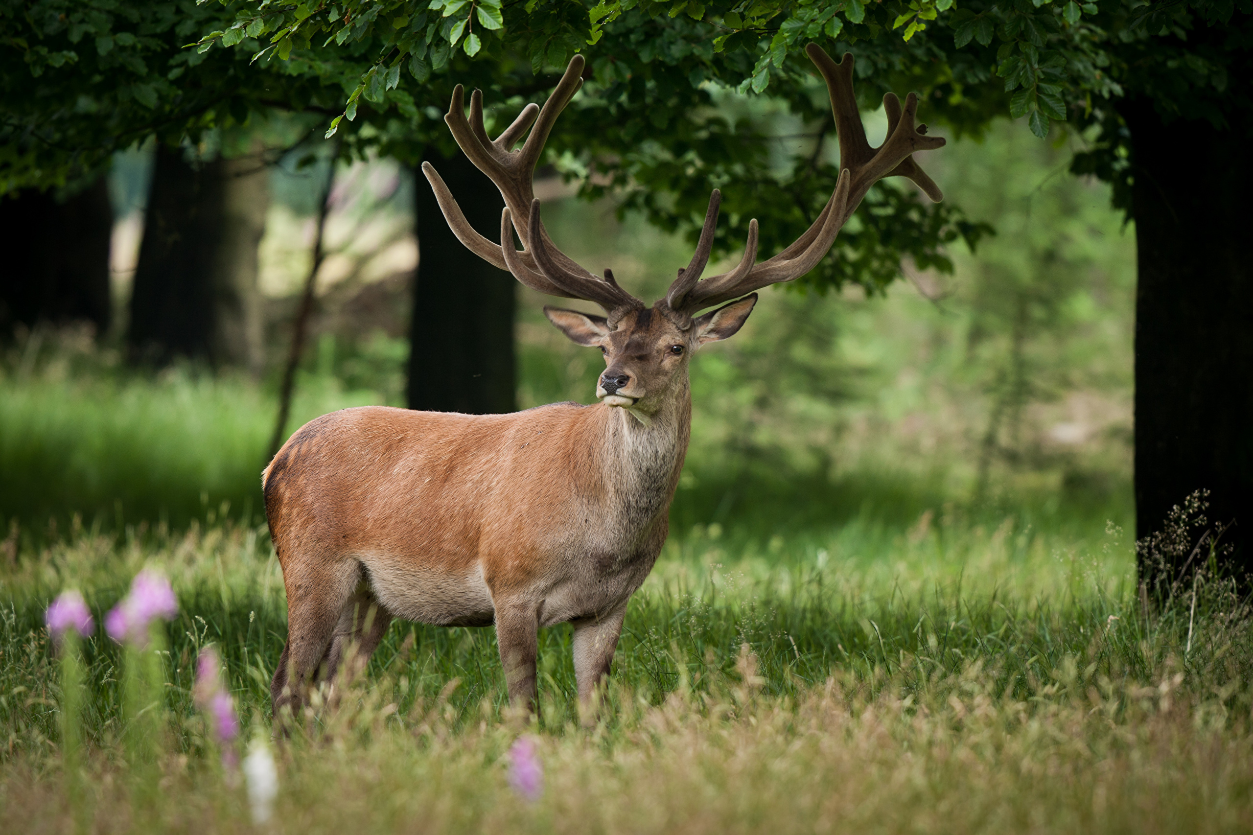 Deer Forests Grass Horns 421888