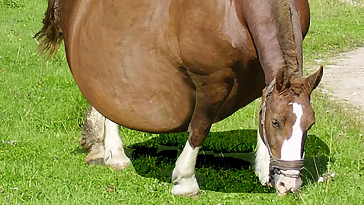 Ветеринар вызвал полицию после того, как увидел УЗИ беременной лошади